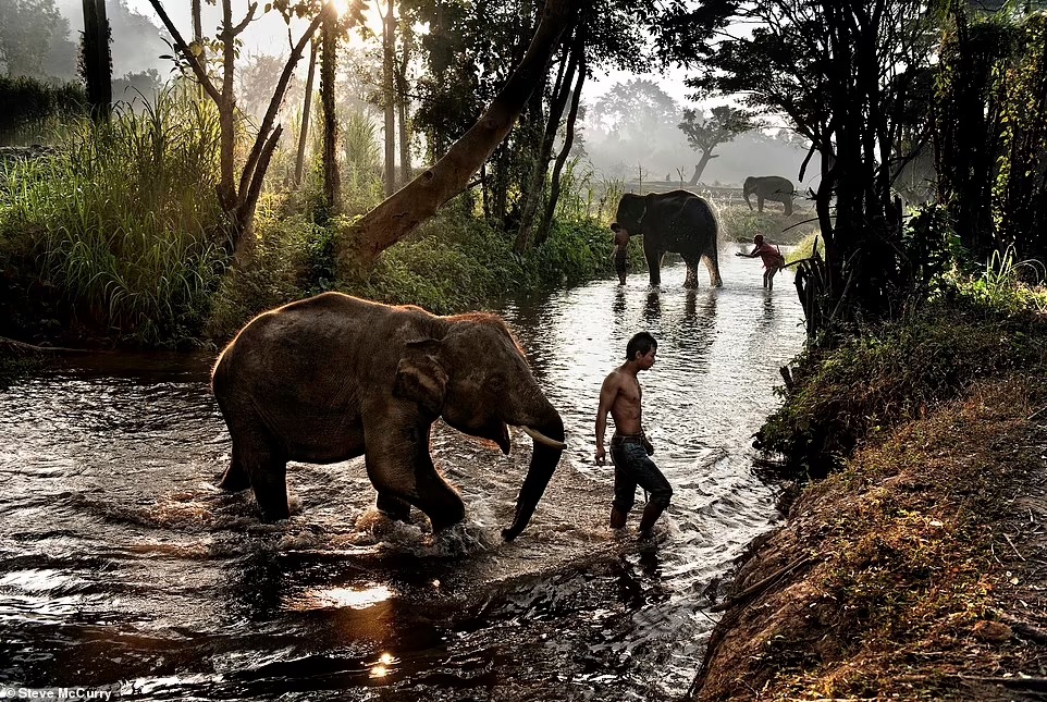 الاعتناء بالأفيال في محمية الإنقاذ في شيانغ ماي تايلاند