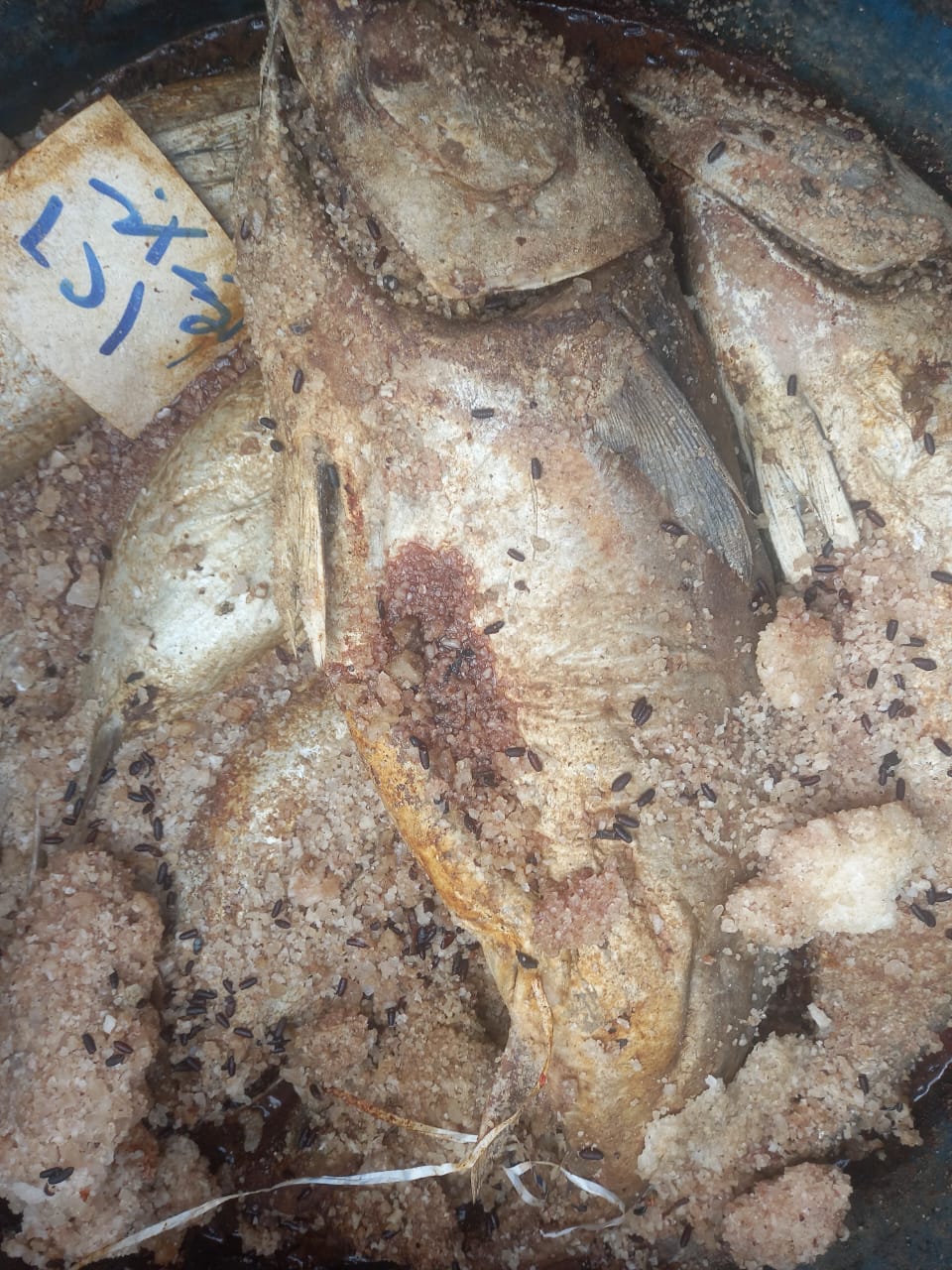  اسماك مملحة غير صالحة للإستهلاك بسوق العبور (4)