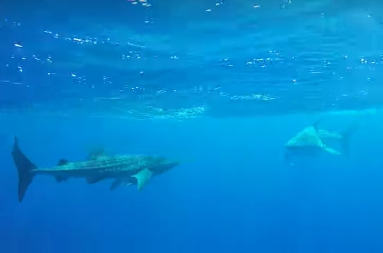 القرش الحوتى جنوب مرسى علم 