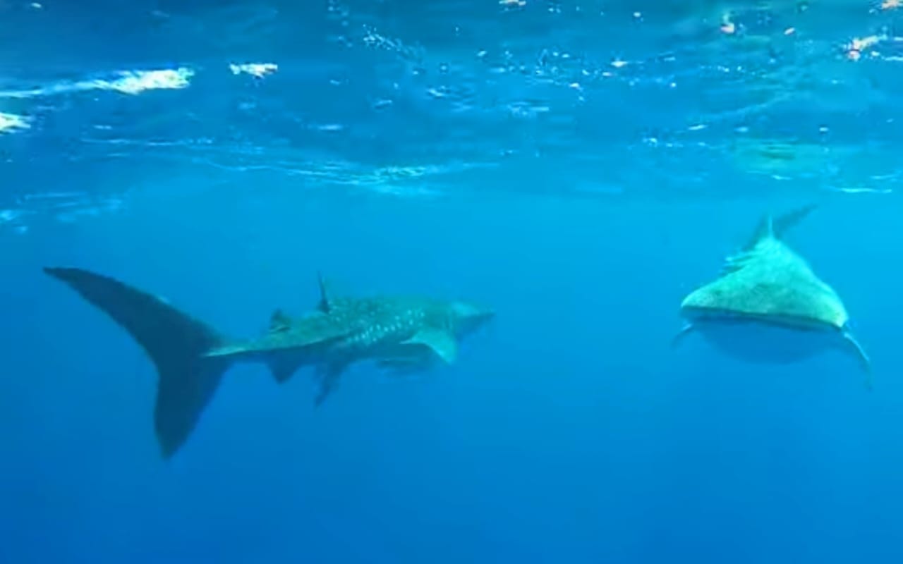 ظهور اثنين من القرش الحوتي بشواطئ لحمى باى