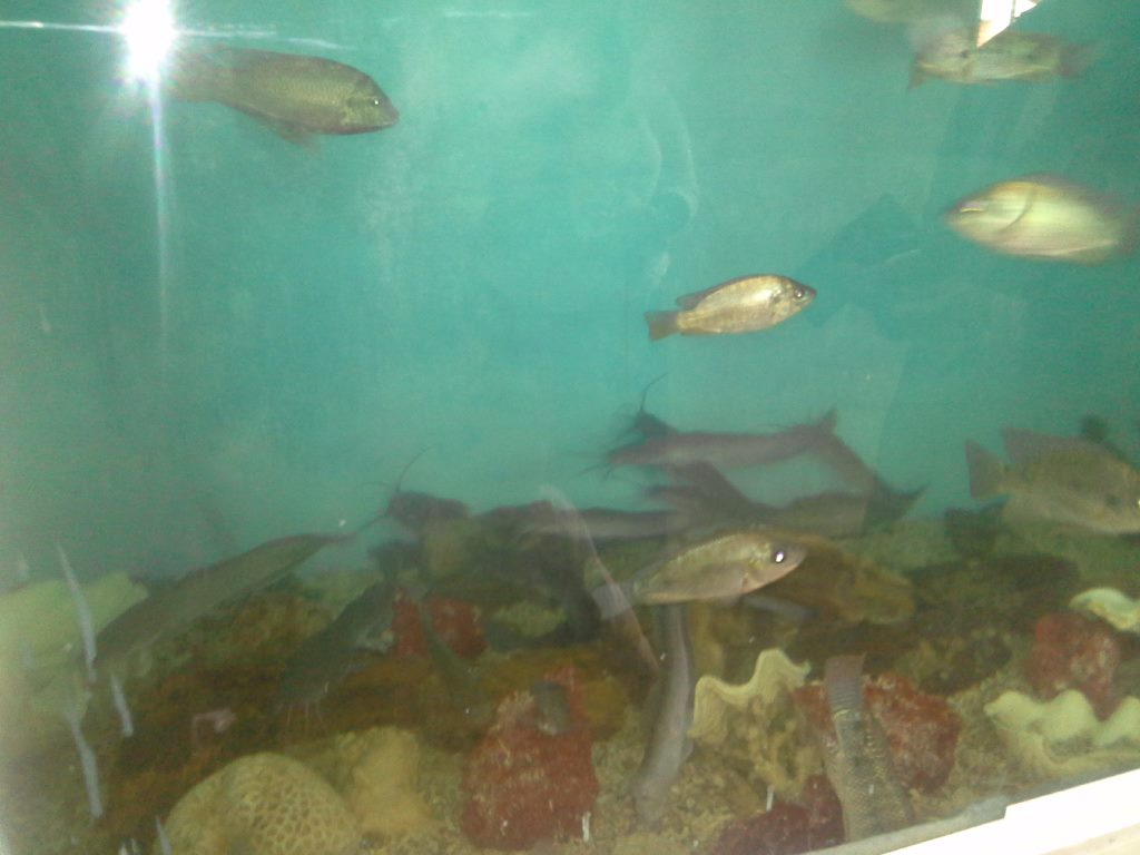 تنوع الاسماك بالمحطة