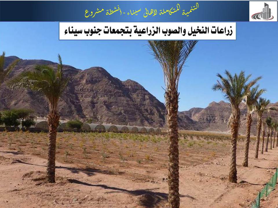 زراعات النخيل والصوب الزراعية بجنوب سيناء