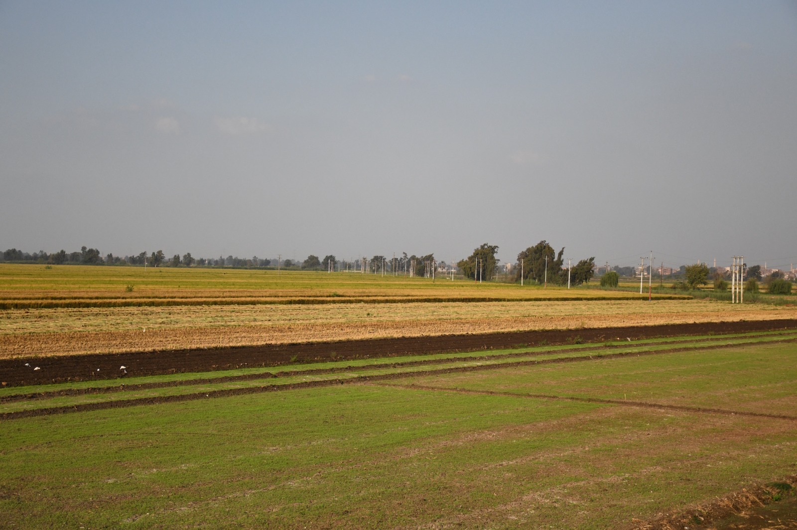جولات مكوكية قيادات البيئة بالمحافظات لمراقبة منظومة قش الأرز (4)