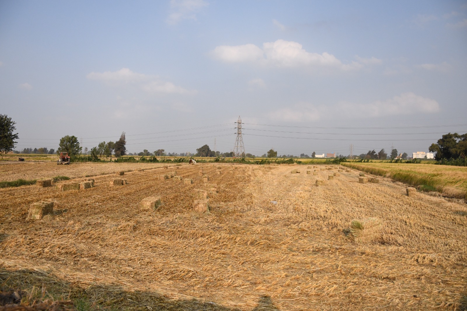 جولات مكوكية قيادات البيئة بالمحافظات لمراقبة منظومة قش الأرز (7)