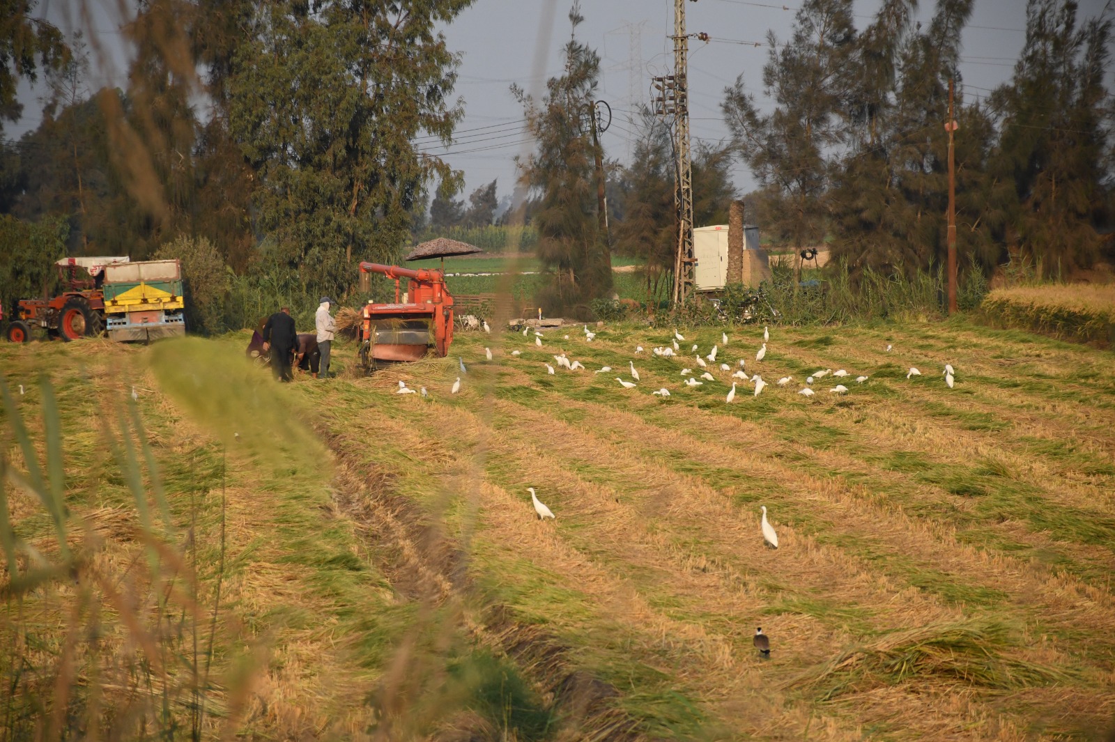جولات مكوكية قيادات البيئة بالمحافظات لمراقبة منظومة قش الأرز (5)