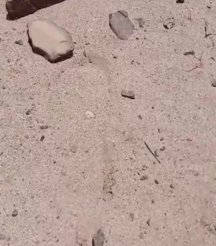 آثار الاقدام فى الصحراء