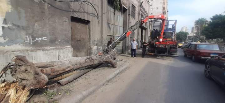رفع شجرة ضخمة سقطت في حي الجمرك بالاسكندرية