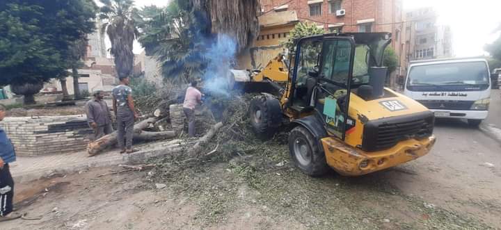 رفع عمود إنارة وشجرة بحي الجمرك في الاسكندرية