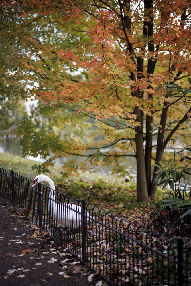 الخريف الحدائق في لندن (1)