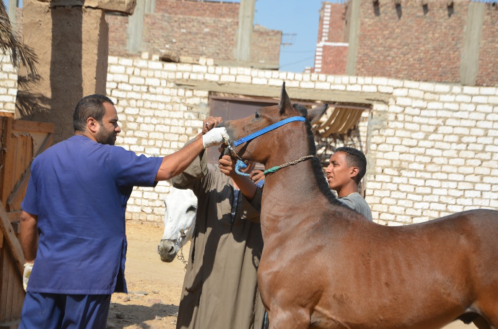 فعاليات تحصين الخيول خلال القافلة بالقرية