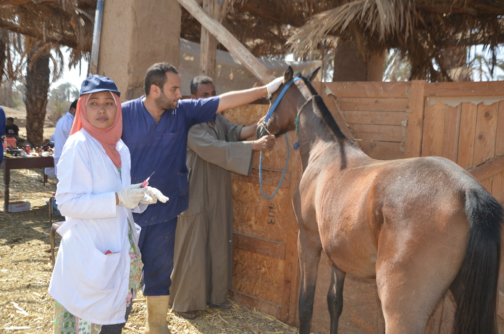 أكبر قافلة طبية بيطرية إرشادية مجانية بقرى الأقصر