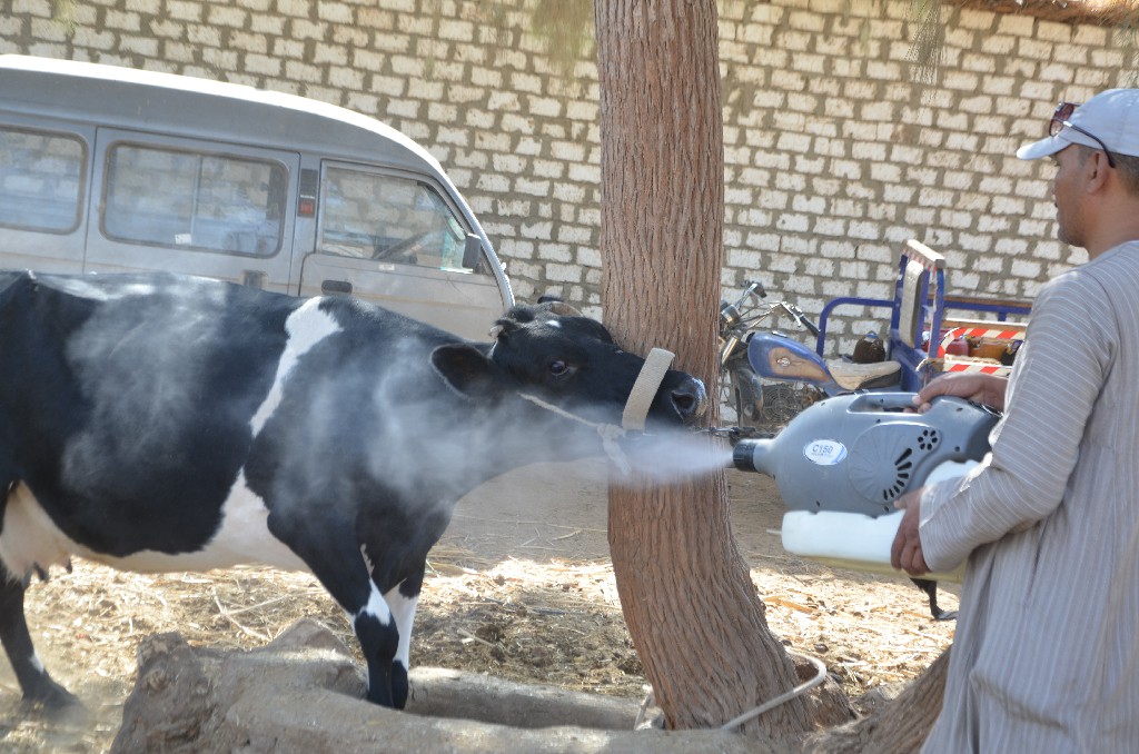 جانب من رش الماشية خلال القافلة بقرية المساوية