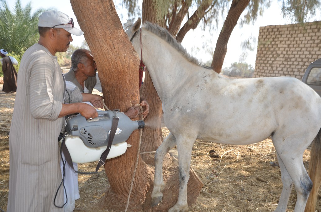 جزء من تحصين الخيول خلال قافلة قرية المساوية