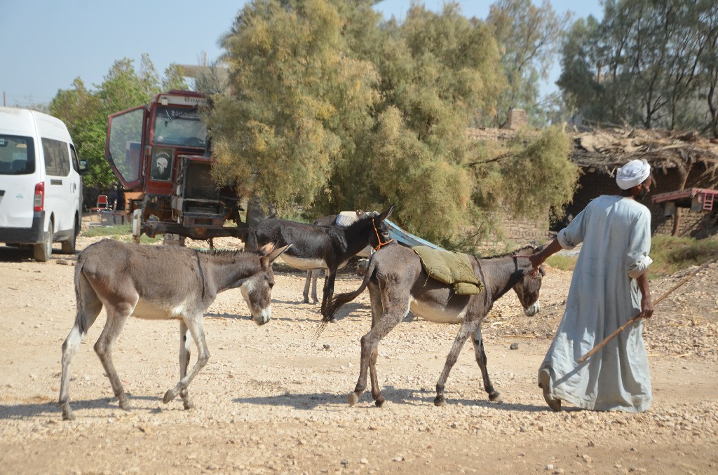 الأهالى يقدمون ماشيتهم لفحصها بالقافلة