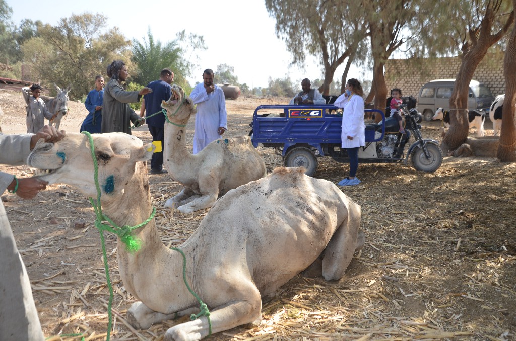 فحص وتحصين الجمال خلال القافلة بقرية المساوية