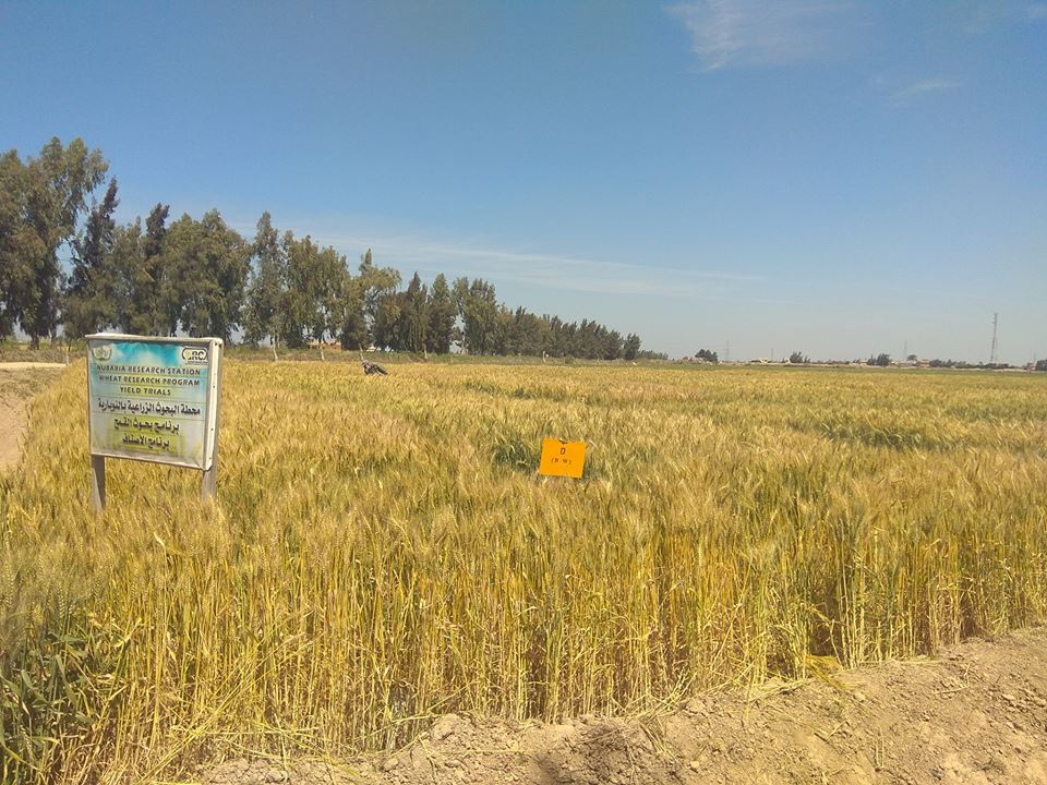 زراعة القمح (1)