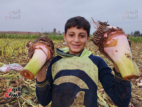أحد الأطفال يشاركهم فرحة الحصاد