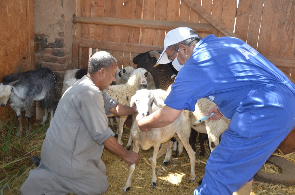 عمليات فحص الأغنام بالقافلة الطبية