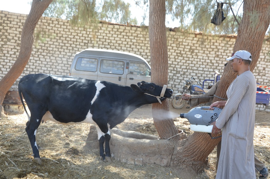 رش أحد الأبقار خلال أكبر قافلة بقرية المساوية