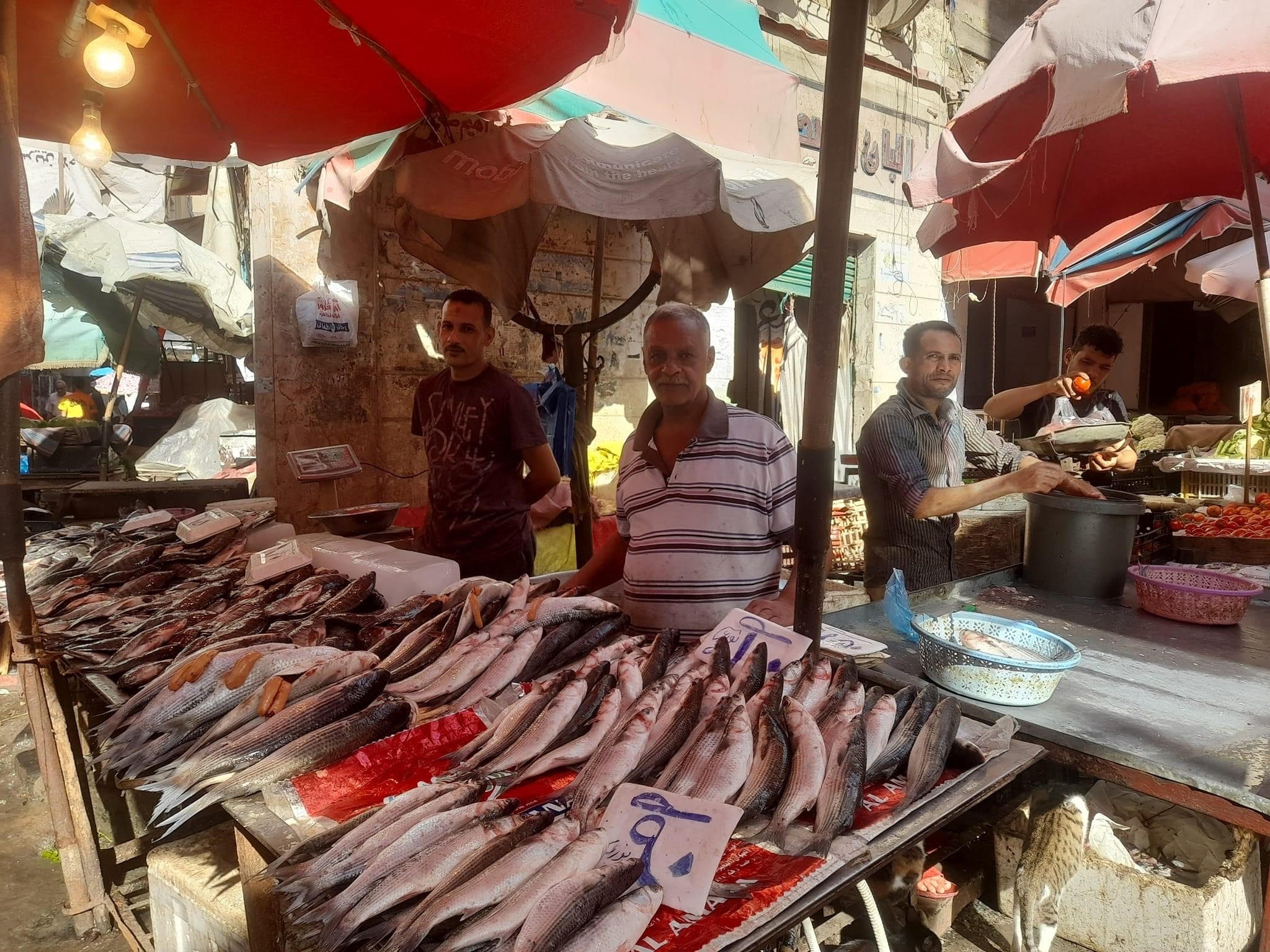 انتعاش سوق السمك بالاسكندرية
