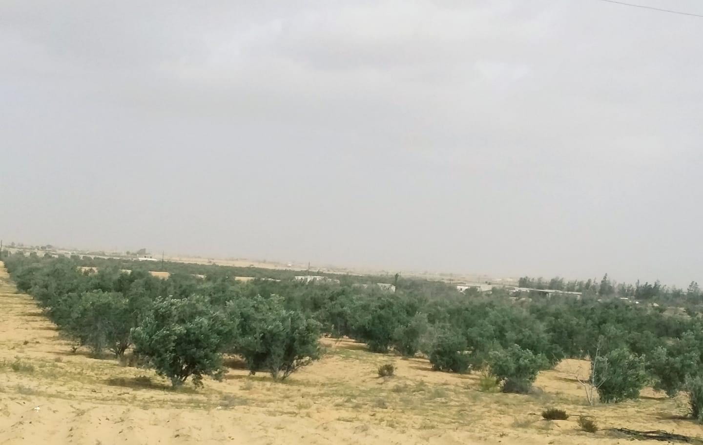 الأمطار تروى زراعات شمال سيناء