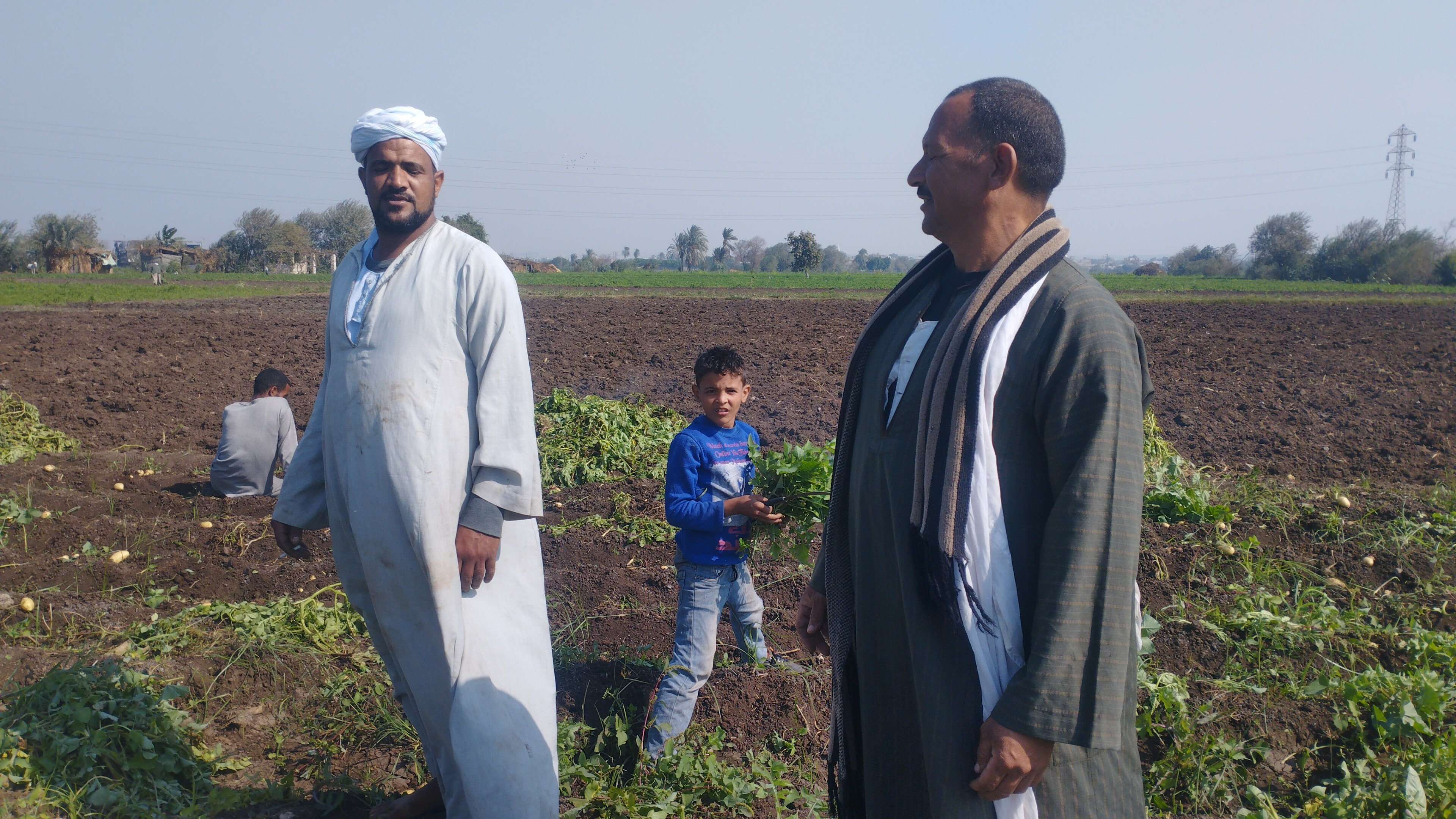 المزارعين فى حقول البطاطس بالمنيا