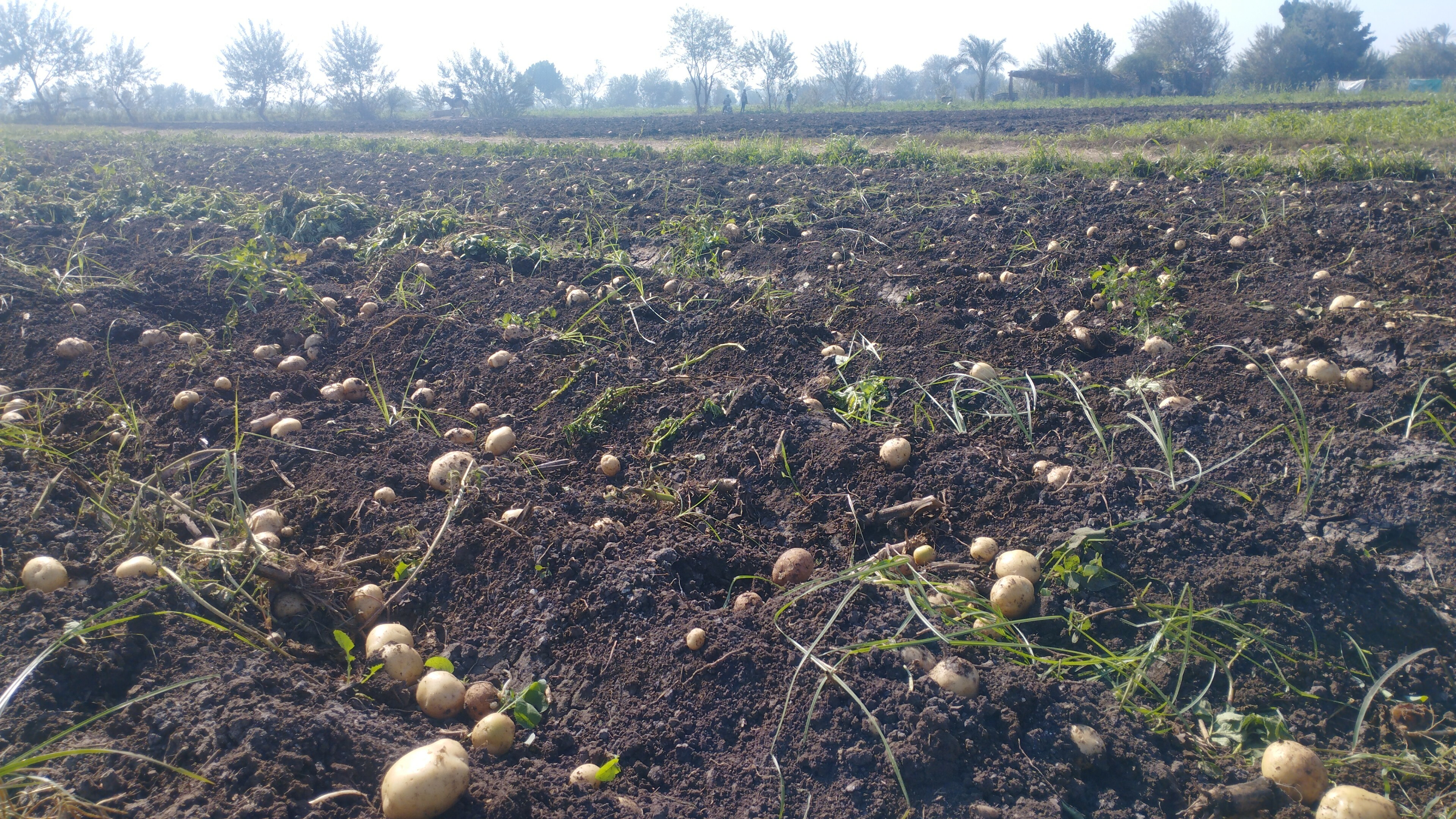 محصول البطاطس بعد حصاده من الارض