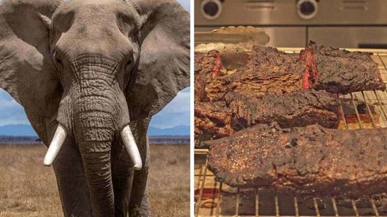 لحم الفيل