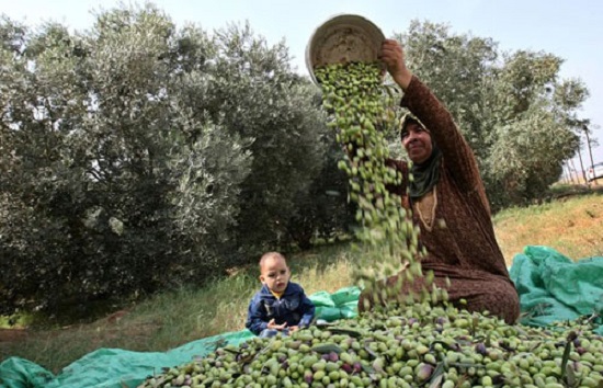 حصاد الزيتون في فلسطين