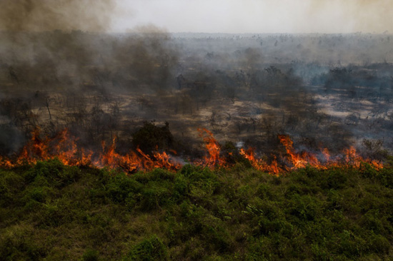 حرائق غابات البرازيل (6)