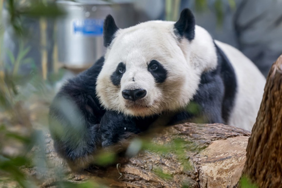 الباندا العملاقة في حديقة حيوان أتلانتا (9)