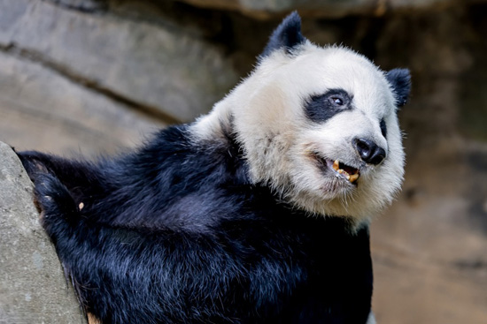 الباندا العملاقة في حديقة حيوان أتلانتا (10)