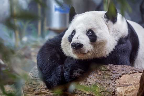 الباندا العملاقة في حديقة حيوان أتلانتا (2)