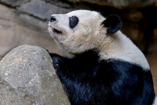 الباندا العملاقة في حديقة حيوان أتلانتا (6)
