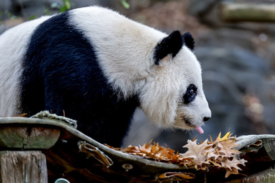الباندا العملاقة في حديقة حيوان أتلانتا (12)