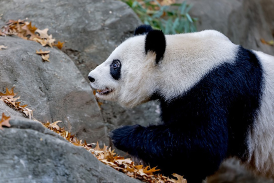 الباندا العملاقة في حديقة حيوان أتلانتا (3)