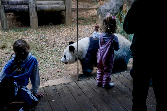 الباندا العملاقة في حديقة حيوان أتلانتا (5)