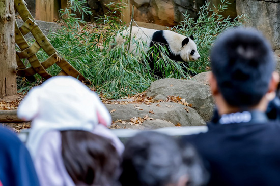 الباندا العملاقة في حديقة حيوان أتلانتا (13)