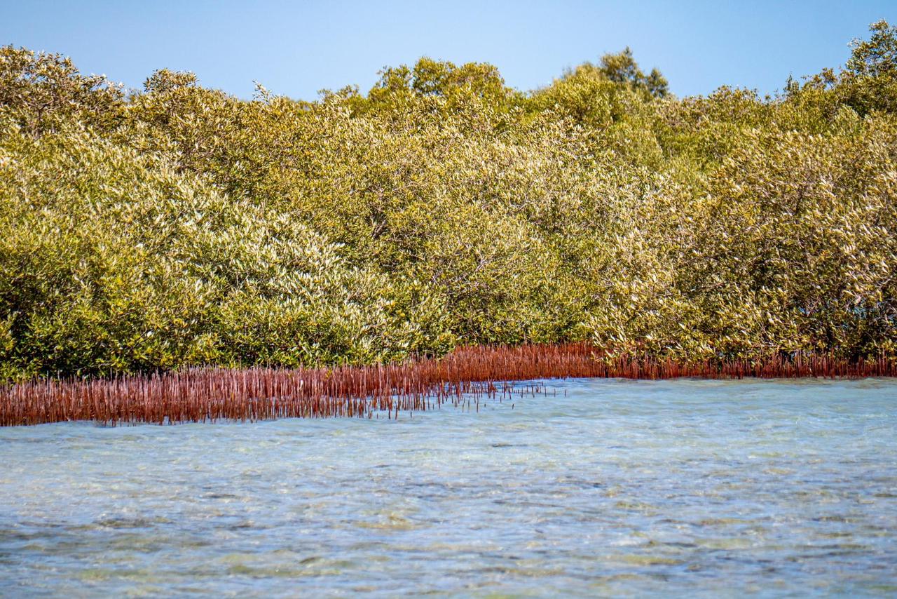 أشجار المانجروف على سواطئ البحر الأحمر 