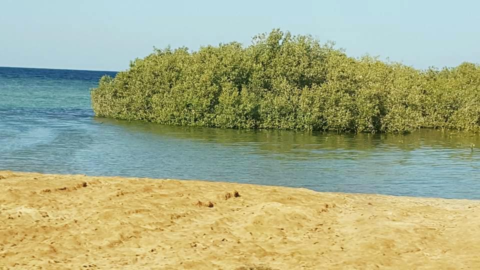 أشجار المانجروف على شواطئ جنوب البحر الأحمر 