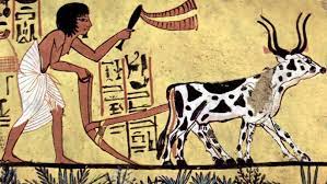 المصري القديم يستخدم الحيوانات فى الزراعة