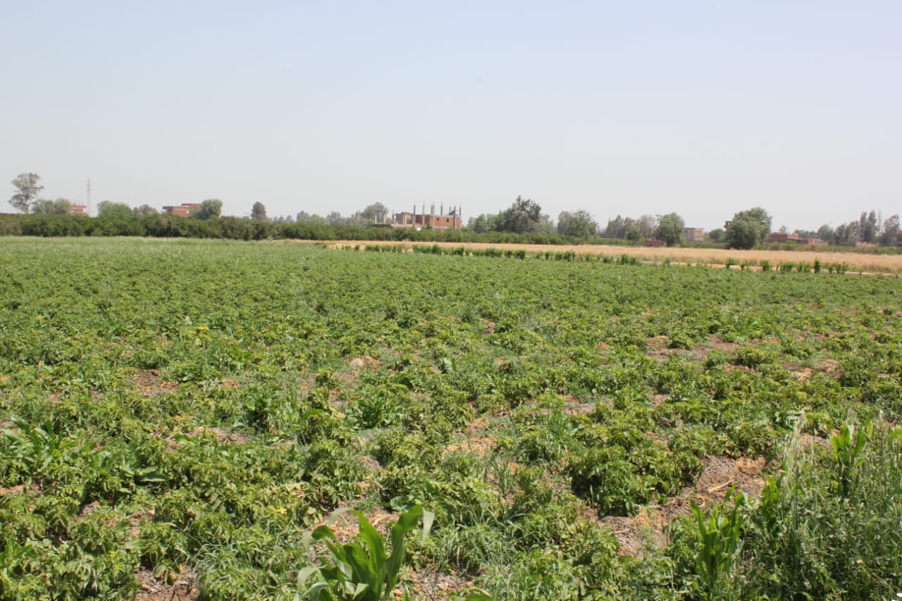 محصول البطاطس بمزرعة جامعة المنوفية