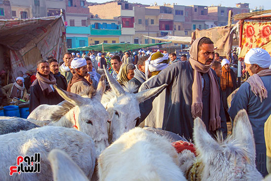 اقبال على سوق الحمير