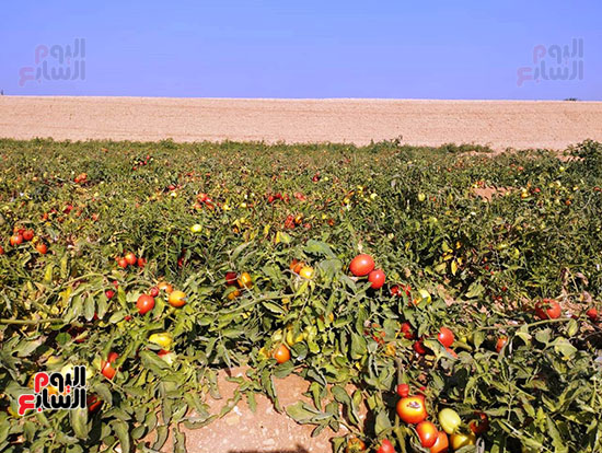 الطماطم-تجود-زراعتها-بالتربة-الرملية