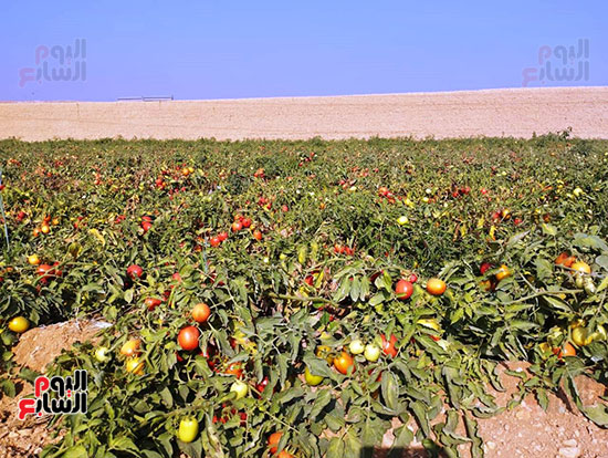 الطماطم-تزين-مزارع-الشرقية-في-موسم-الحصاد