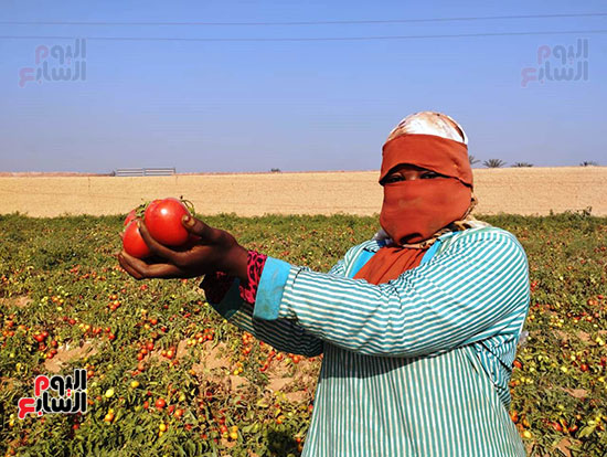 الايادي-العاملة-تحصد-محصول-الطماطم