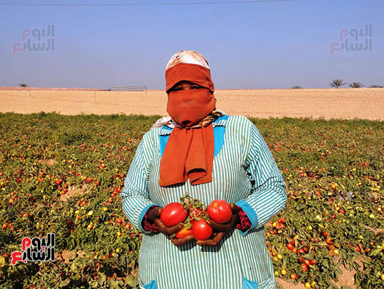 استمرار-حصاد-الطماطم-بمزارع-الشرقية