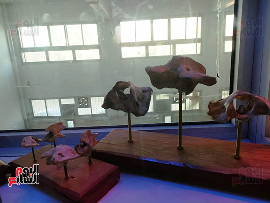 عظام--حيوانات-داخل-المتحف
