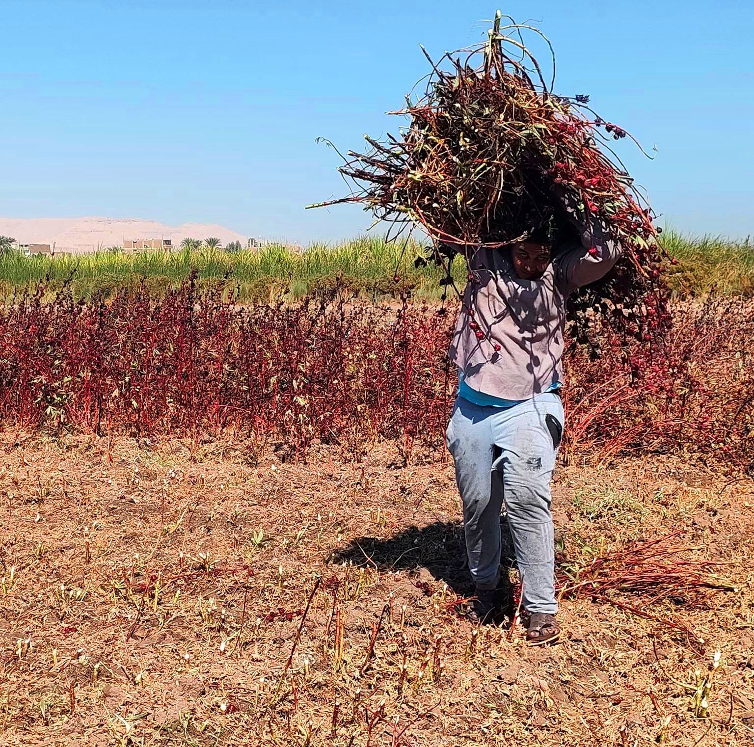 جمع عيدان الكركدية من المزارع خلال الحصاد