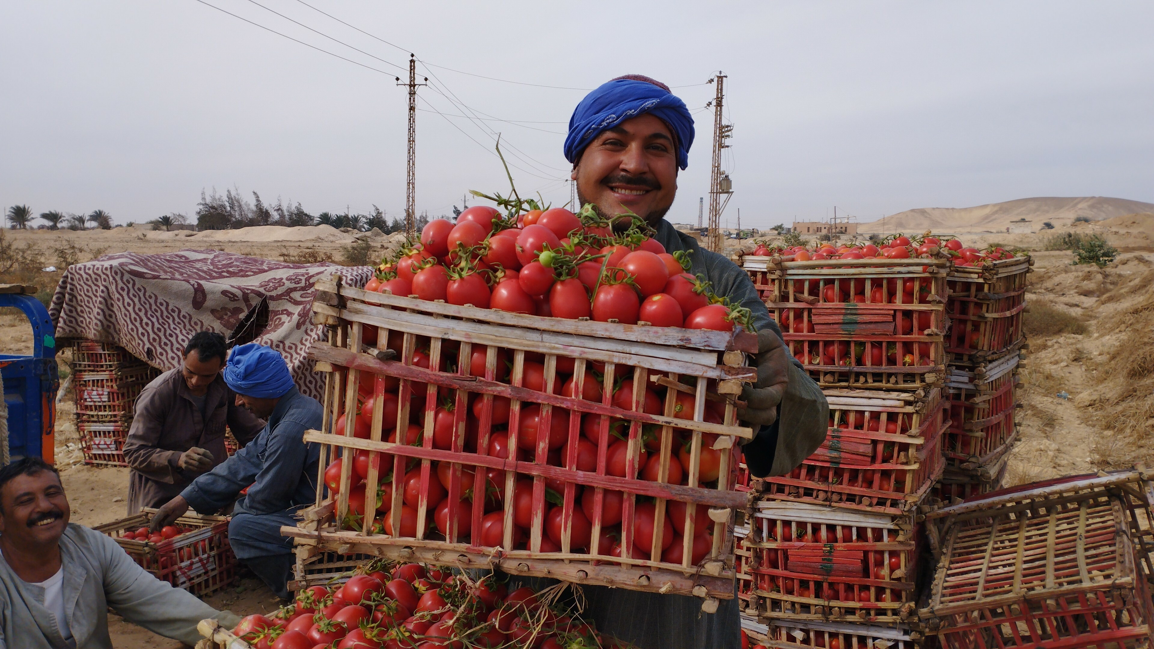فرحة المزارعين بالطماطم